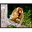 Proboscis Monkey  A Distinctive Trait Of This Is The… Flickr
