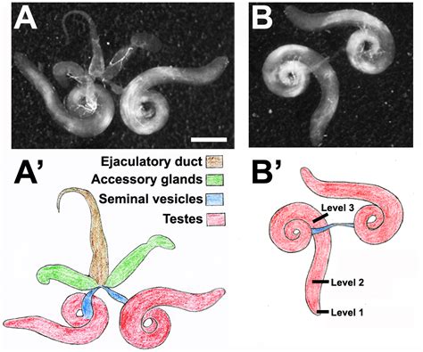 Cytological Analysis Of Spermatogenesis Live And Fixed Preparations Of