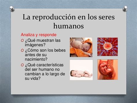 Reproduccion En Los Seres Humanos Dinami