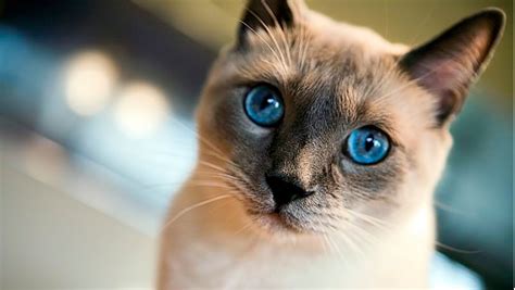 The cat's fur was burnt by the sun where it touched. 10 Best Siamese Cat Names