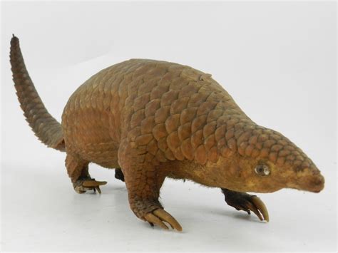 15,623 likes · 690 talking about this · 1,202 were here. An unusual taxidermy study of a Pangolin, early 20th century.