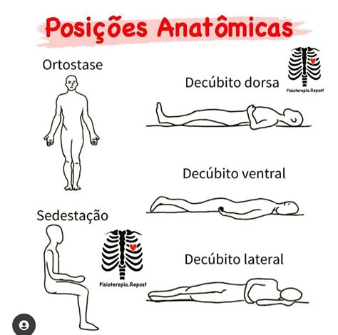 Posições Anatômicas Anatomia Humana I