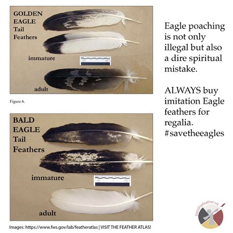 How To Identify A Bald Eagle Feather