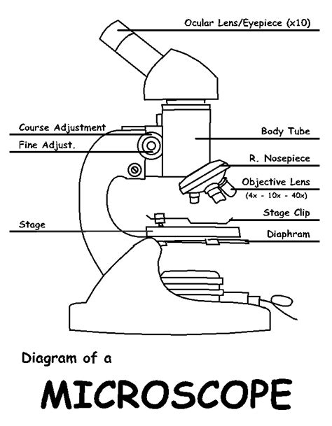 Simple Labeled Simple Light Microscope Diagram Micropedia