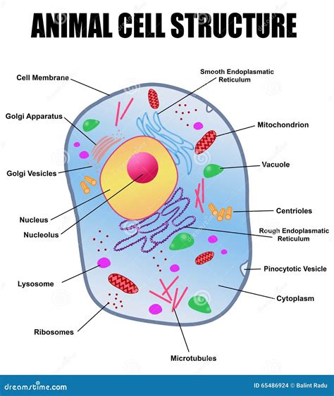 Struttura Della Cellula Animale Illustrazione Vettoriale