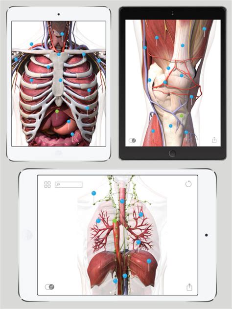 Anatomy Of Human Body App For Doctors And Students Apps 148apps