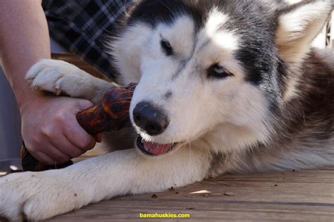 You wouldn't think it but husky dogs only require a small amount of food however there are many things to bear in mind when. Food Aggression In Siberian Huskies « Siberian Husky ...