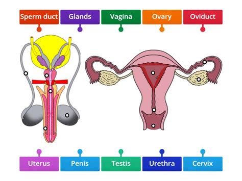 Reproductive Systems Labelled Diagram