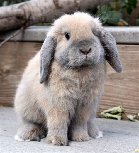 Splotches on may 19, 2020: Holland Lop | Rabbit | Information,Pictures,History and Health