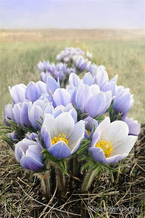 Prairie Crocus Photo By Shauna Kenworthy Redbubble