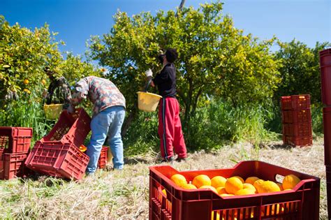 Operai Agricoli Rinnovato Il Contratto Di Lavoro Aumento Del 47