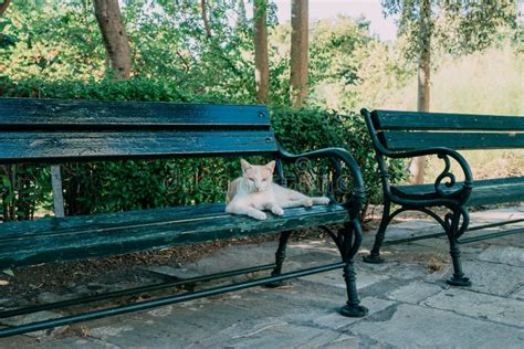 A Wild Cat Sitting On A Park Bench Stock Image Image Of Relax Animal
