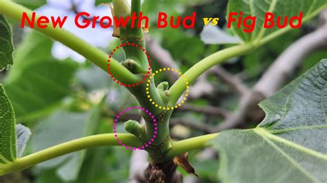 Fig Bud Or New Growth Bud How To Quickly Tell The Difference For More Bigger Figs 快速区分无花果树的芽点