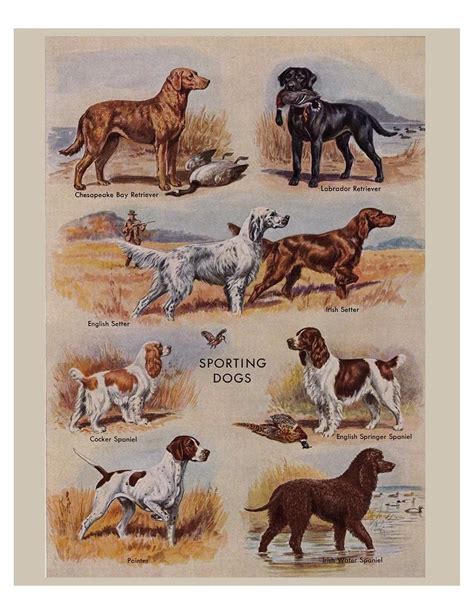 Vintage Dog Prints From The 1950s Five Printable Digital Etsy Dog