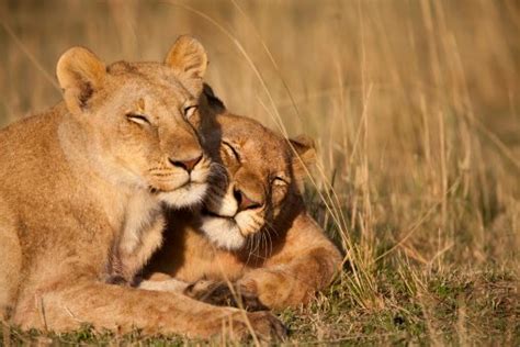 10 Roarsome Lion Facts National Geographic Kids