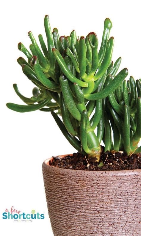 How can i repot a jade plant? 6 Types of Succulents You Should Grow Right Now | Jade ...