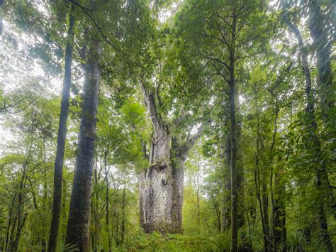 Ancient Trees Show When The Earths Magnetic Field Last Flipped Out