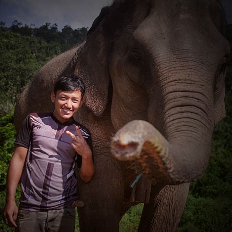 Our Elephants Mowa Tong Bai Elephant Foundation