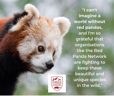 You Can Save Red Pandas Become A Guardian