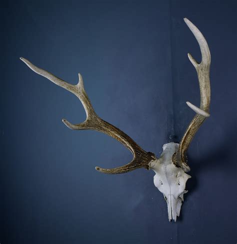 Japanese Sika Deer Skull Cap And Antlers Antlers Horns And Skulls