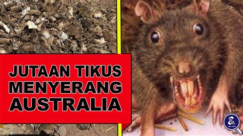 Kiamat Wabah Tikus Ketika Jutaan Tikus Meneror Australia YouTube