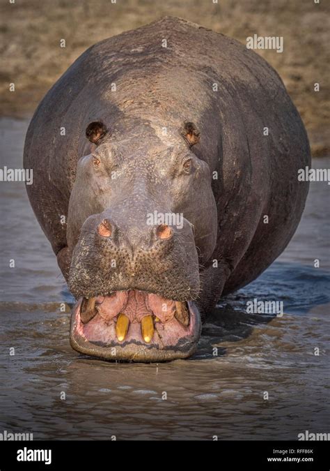 Hippo Hippopotamus Amphibius Showing His Teeth Moremi Game Reserve