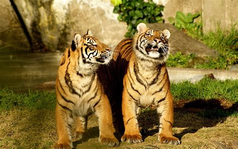 Two Tigers Tiger Couple Cubs Striped Hd Wallpaper Wallpaperbetter