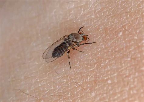 Do Fleas Have Wings How Fleas Get Around 7 Bugs That Look Like Fleas