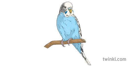 Budgerigar Parrot Png Pic Png All Png All