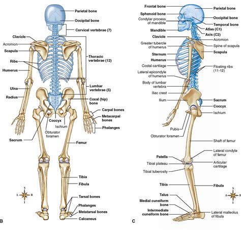 Albums 104 Wallpaper Which Bones Form The Three Main Divisions Of The
