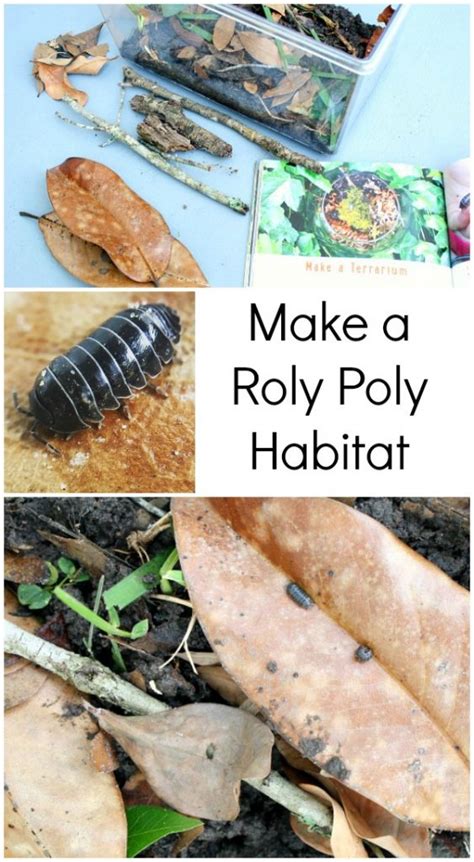 How To Make A Roly Poly Habitat With Kids Fantastic Fun And Learning