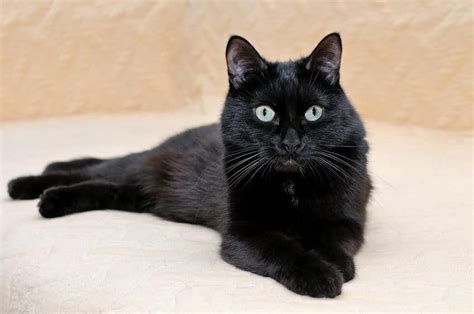 All Black Cat Breeds Pets Lovers