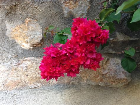Maybe you would like to learn more about one of these? Her "şey"in bir "şey"i var... Öyle işte...: Eski Bodrum ...