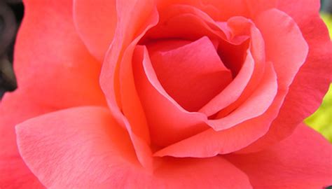 Hybrid Tea Rose Names Garden Guides