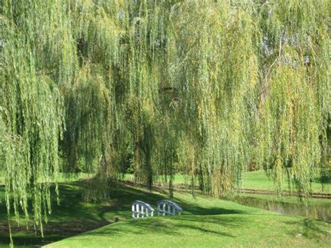 Weeping Willow Scene Landscape Trees Weeping Willow Beautiful Landscapes