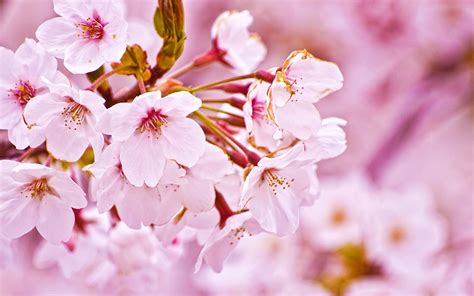 National Flower Of Japan Cherry Blossom Cherry Blossom Flowers