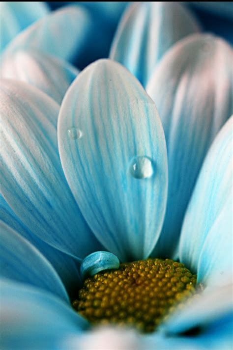 Close Up Flower Photography Google Da Ara Flowers Photography