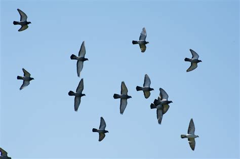 Flying Flock Of Pigeons Shot From A Low Angle 6829 Stockarch Free