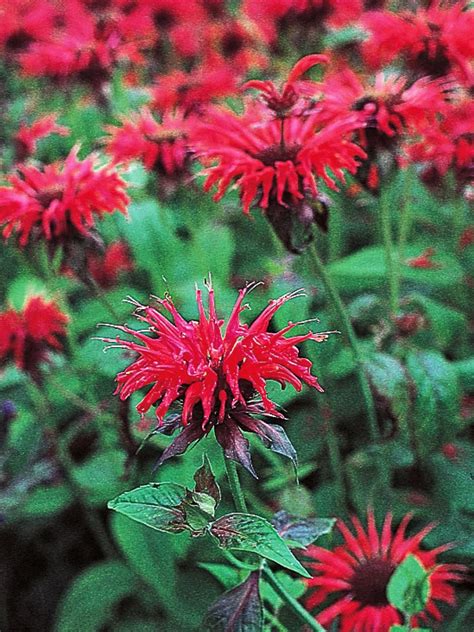 To get hummingbirds the natural way, plant a garden specifically geared toward what attracts them. 15 Plants to Attract Hummingbirds | Hummingbird plants ...