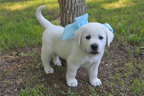 White Lab Puppy Would Love To Take Pic Like This Of Little Bonny