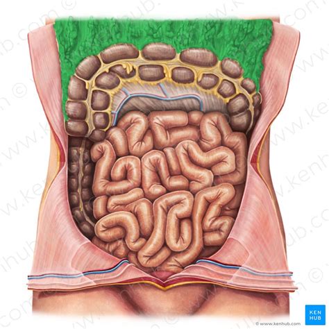 Peritoneum and peritoneal cavity: Anatomy and function | Kenhub