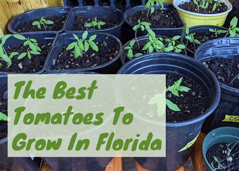 The Best Tomatoes To Grow In Florida Fl Gardening