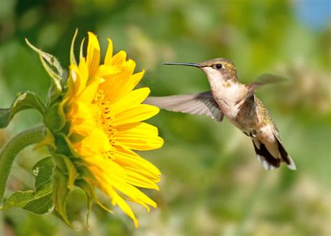 There are many flowers that can attract hummingbirds, but some are better at enticing these flying jewels than others. Flowers that attract hummingbirds | Hummingbird in india