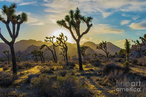 Joshua Tree National Park California Sunset Photograph By Thomas Anderson