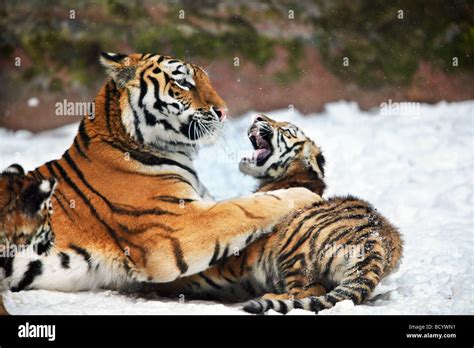 Siberian Tiger With Two Cubs Playing In Snow Panthera Tigris Stock