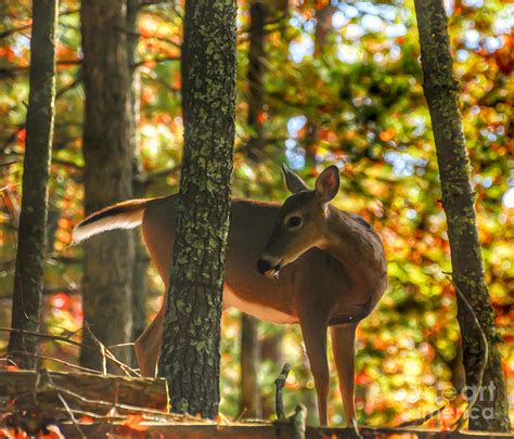 Deer In Autumn Forest Photograph By Kerri Farley Fine Art America