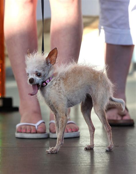 今年の「世界一醜い犬コンテスト」優勝犬はチャイクレとチワワのミックス オモローjapan