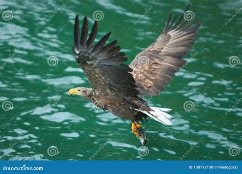 Flying Home With The Pray Stock Photo Image Of Eagle 138772130