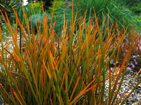 They are also an important. Libertia peregrinans - Vancouver Island Grows