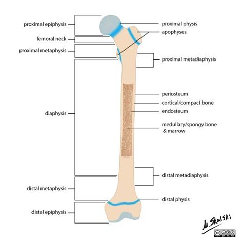 The General Anatomic Regions Of A Long Bone Are Important To Know So